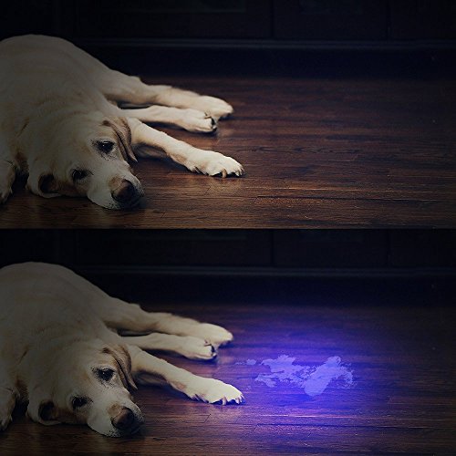 Vansky® UV Schwarzlicht Taschenlampe mit 51 LEDs | Haustiere Urin-Detektor für eingetrocknete Flecken Ihrer Hunde, Katzen und Nagetiere auf Teppichen, Vorhänge, Gardinen, Möbel und anderen Stoffen | inkl. 3xAA-Batterien [Energieklasse A] - 6